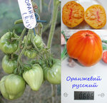 Оранжевый русский.jpg
