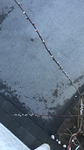 IMG_0608 (1).PNG