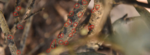 Capture.PNG