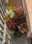 plante 011.jpg