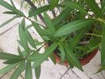 plante-mystere-1.jpg