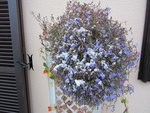 LOBELIA 28.12.2014.jpg