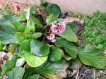 On m'a dit que c'était de la saxifrage. Si cela est vrai, laquelle?