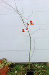 taillepalmatum.jpg