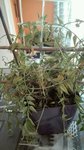IMG_20160308_110519-480x855.jpg