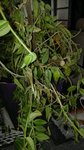 IMG_20160308_110554-600x1068.jpg