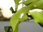 CITRONNIER.JPG