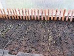 Comme chaque année,tous les voisins et la famille pourra profiter des nombreux plants en trop.