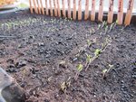 Les plants au 12/03
