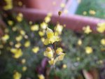 imgp3731_utricularia_gibba.jpg