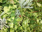 DSCF2323.jpg