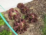 Je souhaitai vous montrer une nouvelle fois la couleur de certaines salades à l'extérieur.<br />Suite aux gelées plus fortes et régulières de ces derniers jours,les salades à l’extérieur ont encore plus accentuées leur couleur rouge!<br />Voici rouge grenobloise