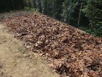 J'ai donc recouvert aujourd'hui la planche de feuilles mortes que j'avais gardé de coté.Cela fait environ 10 ou 15 cm de feuilles non tassées qui auront le temps de se décomposer avant de cultiver à nouveau sur cette planche fin mai.