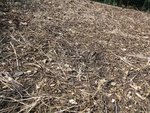 Il restait seulement les tiges de haricots et quelques brindilles.