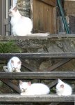 00 birmanie poussée démographique.jpg