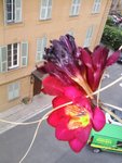 12016267_937424832993610_775759164_o.jpg