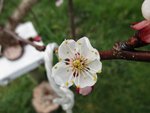 Photo 2 prise le 13 03 2016.JPG