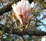 DSC_0151 - Copie.JPG
