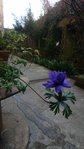 fleur bleue.jpg
