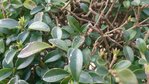 DSC_1703.JPG