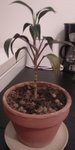 Cordyline 2.JPG