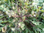 DSCN1946.resized.JPG