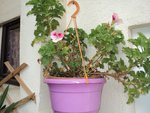geranium.JPG