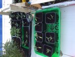 tomates 22-03-16.JPG