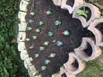 salades 22-03-16.JPG