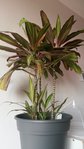20160323_101324 (360x640).jpg