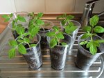 Semis tomates cerises dates identiques