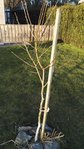 IMG_20160325_182917.jpg
