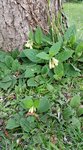 Symphytum officinale - 28 O.jpg