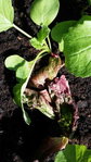 salade2_1.jpg