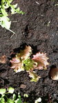 salade1_1.jpg