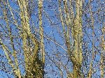 Copie de 14 avril 2008.JPG