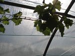 vigne2 mars 2016.jpg