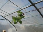 vigne 3 mars 2016.jpg