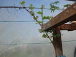 Vigne 4 mars 2016.jpg