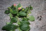 IMG_8233 réduite.jpg
