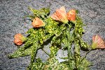 IMG_8241 réduite.jpg