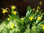 Petites jonquilles.jpg