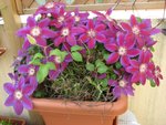 img_3661_clematite_anna_louise.jpg