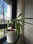 Yucca_penche.jpg