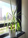 Yucca_redresse.jpg