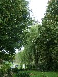 les arbres.JPG