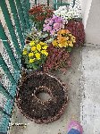 plante 014.jpg