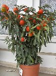 plante 016.jpg