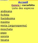 les espèces de courges.JPG