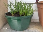 plante 017.jpg
